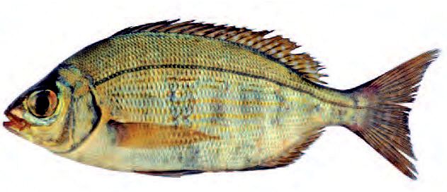 Spondyliosoma cantharus_13.jpg